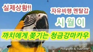 실제상황!! 청금강앵무새를 쫒는 까치떼.