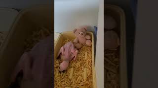 청금강 뉴기니아 한스마카우 아기앵무새 #parrot