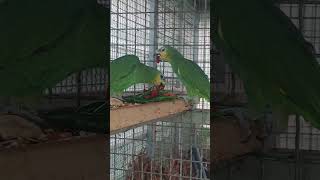 울 아마존C는 사람이 안 볼땐 먹이 먹으러 날라 오고 …