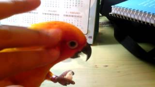 임라에 새를 키워요