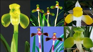 3월27일 좋은 품종 다양하게 10분 준비했습니다