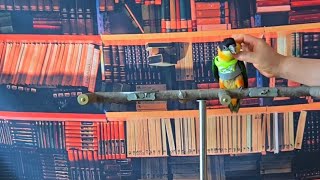 3개월 카이큐 앵무새에게 하네스를 적응시키고 있어요