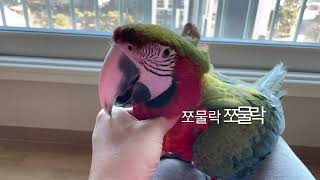 [루카의모험] 할리퀸 마카우 루카는 뭐하고 놀까요?