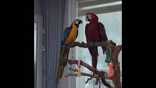 상구가 말을 알려줘요♡♡   #마카우 #말하는 앵무새 #애완동물 #자유비행 #홍금강 #청금강