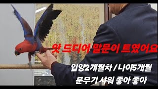 뉴기니아 입양2개월차/분무기 목욕/앗 말문이 트였어요/…
