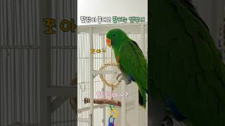 딸랑이 좋다고 말하는 앵무새   #뉴기니아#앵무새#뉴기니아앵무새#eclectus #eclectusparrot #parrot #bird  #talkingparrot #shorts
