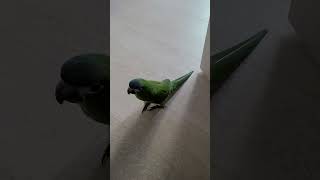 한스마카우 앵무새와 고양이 대결ㅋ