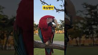 홍금강앵무새 #앵무새 욕심