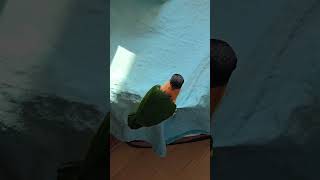 카이큐 성장일기 (11) 소리주의!!