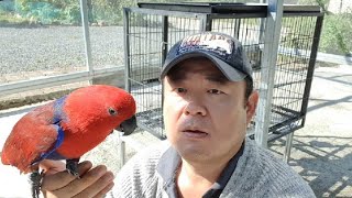 [대구앵무새농장][parrot in southkorea…