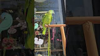 길거리 앵무새 (parrot)