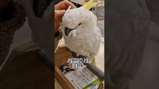 코카투를 오랜만에 보니 낯설이를 하는것 같아요~ #앵무…