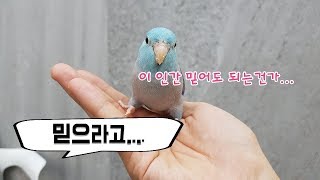 앵무새의 신뢰를 잃는 3가지