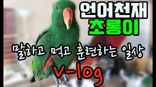 [뉴기니아 브이로그] 1살기념 언어천재 초롱이 말하고 …