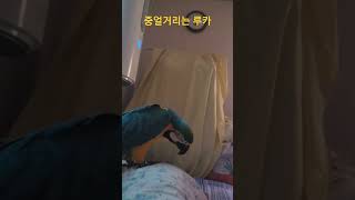 중얼거리는 앵무새 #청금강 #청금강앵무새 #macaw