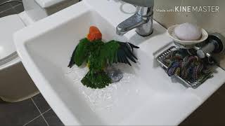 시원한 물놀이하는 앵무새  parrot water pl…