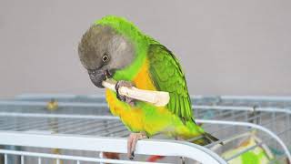 건조 사탕수수를 물고 뜯는 앵무새 #세네갈앵무 #Senegal Parrot
