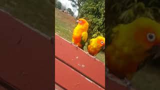 쿠쿠다스와 안산화랑유원지에서