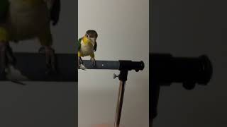 부르면 날아오는 노랑머리 카이큐