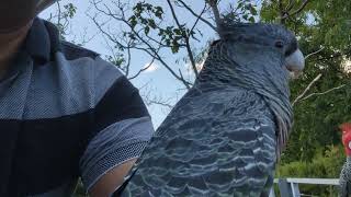 Nature's very own therapy bird (Gang Gang Cockatoo)