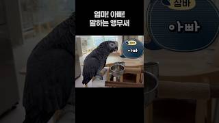 엄마 아빠! 말하는 앵무새 ️ 회색앵무 잠바