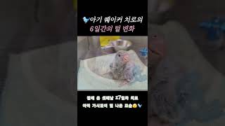 이유조 아기새 퀘이커의 6일동안 털 변화 #퀘이커#퀘이…