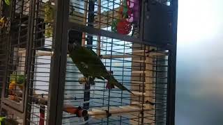 공서연(앵무새)한스마카우.새장에서 엄마랑대화.2020.…