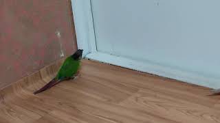 게걸음 여름이 코뉴어키우기