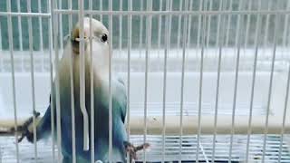 모란 앵무새 피노