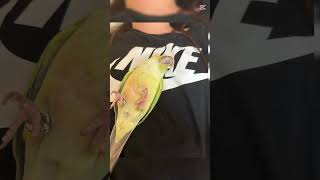 코코의 사진 따라가기!#코뉴어 앵무새#코코