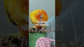 써니가 가장 좋아하는 해바라기씨 간식~ #썬코뉴어 #p…