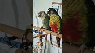 차안에빗소리~울 순딩이 봄.가을이.앵무새들은 잉꼬부부랍니다.참 예뻐요~❤️