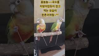 국수먹는 파인애플코뉴어. ^^