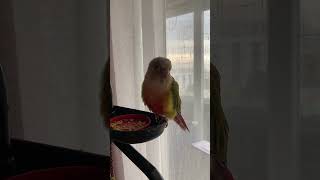 소망이의 일상(코뉴어)