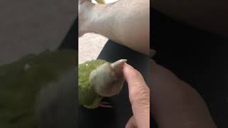 왕관앵무-루피, 파인애플 코뉴어-써니