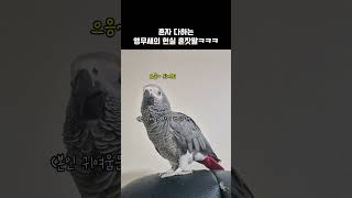 진짜 혼잣말도 사람 같음ㅋㅋ 귀여워 죽겠다 / 회색앵무 랄라 / #shorts #말하는앵무새