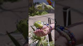  &quot;앵무새는 단지 흉내ᄆ…