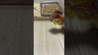 우다다다 또치님이 나가신다!!!다들비켜라!!#카이큐앵무새 #카이큐 #노란머리 #앵무새키우기 #앵집사