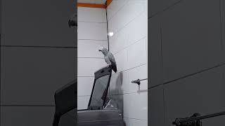 앵무새ㅡ순돌이 반말 찍찍!