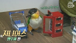 콜라랑 막걸리 카트에 담는 천재 앵무새 | Genius Parrot Shops in the Grocery Market like a Person