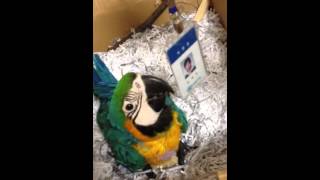 청금강 - 쿠악 blue and yellow macaw