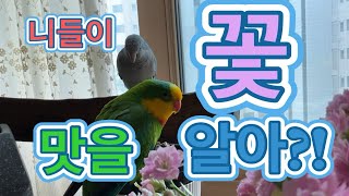 니들이 꽃 맛을 알아?! #parrot #birds #birdsong #앵무새 #웃긴영상