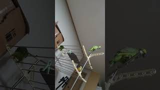 아마존앵무새 말하고 놀아주기