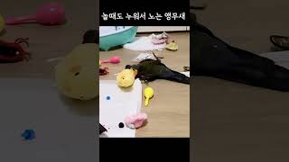 누워서노는 아기새 #크림슨벨리드코뉴어 #cuteparr…