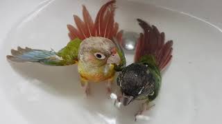 [앵무파파] 목욕하다가 카메라 의식하는 코뉴어 부부 [2019.02.09]