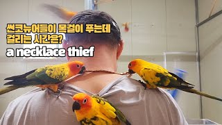 목걸이를 너무 좋아하는 썬코뉴어앵무새 #sunconure #parrot #bird