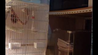 회색앵무 코코 말하기