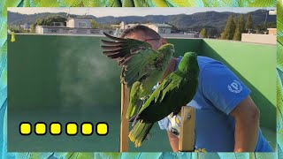 앵무새의 몸에서 나오는 파우더는 어느정도 일까요? 공기청정기 필수영상