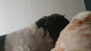 시추와 유황앵무 코카투 Shih tzu & Cokatoo