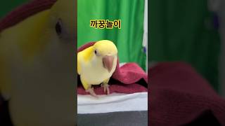 [김하늘] 까꿍놀이@ #birds  #하늘이 # 퀘이커 앵무#  #구독 좋아요 